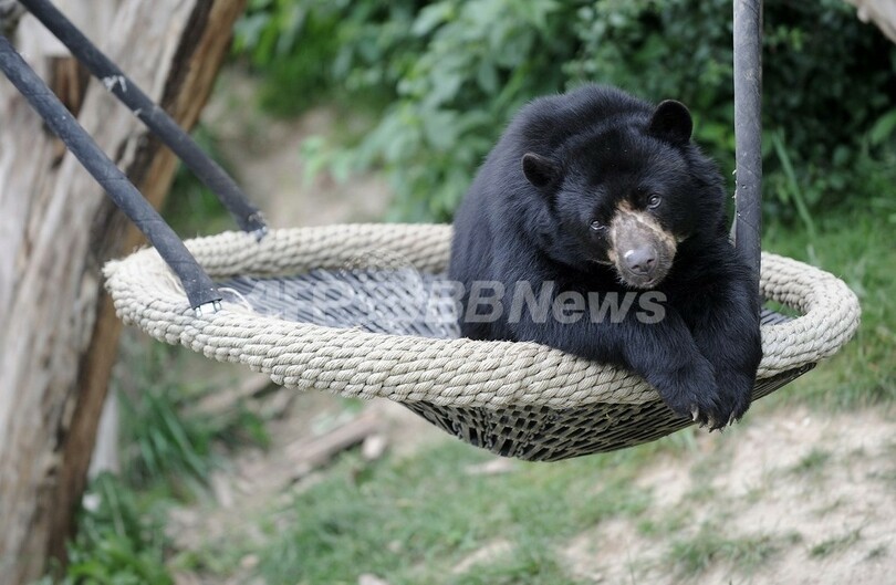 クマの冬眠に救命治療のカギ 米研究 写真1枚 国際ニュース Afpbb News