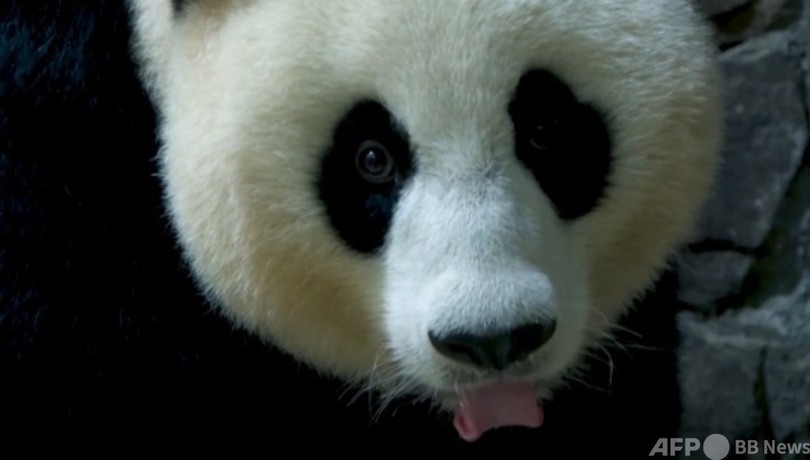 東京五輪開幕の日に、赤ちゃんパンダ誕生 中国・成都 