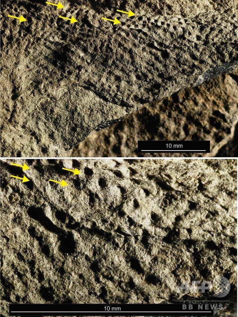 4300万年前のペンギンの翼、化石化した皮膚を発見 アルゼンチン