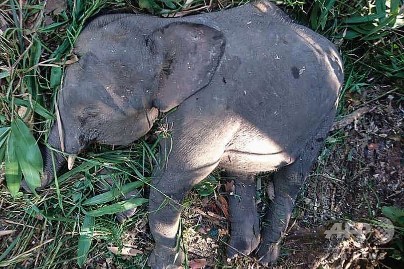 絶滅危機のボルネオゾウ、作物荒らし殺される マレーシア 絶滅危機のボルネオゾウ、作物荒らし殺される マレーシア