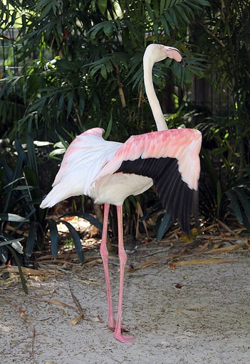 世界最高齢のフラミンゴ死す、83歳 豪動物園 写真3枚 国際ニュース