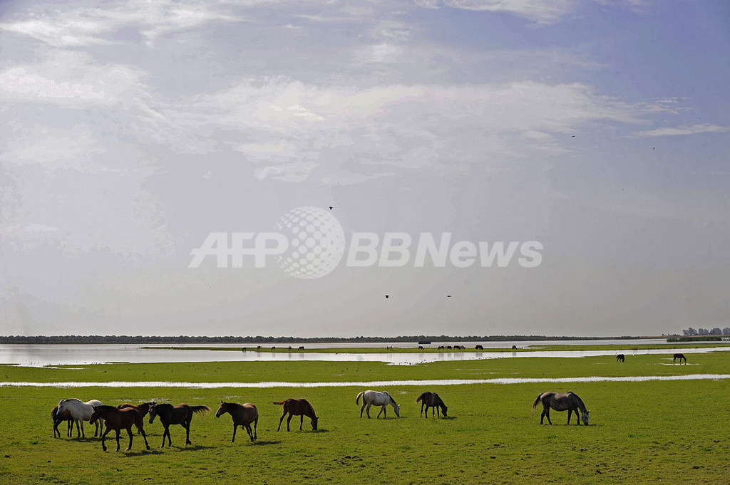 野生馬やフラミンゴがのんびり スペイン ドニャーナ国立公園 写真11枚 国際ニュース Afpbb News