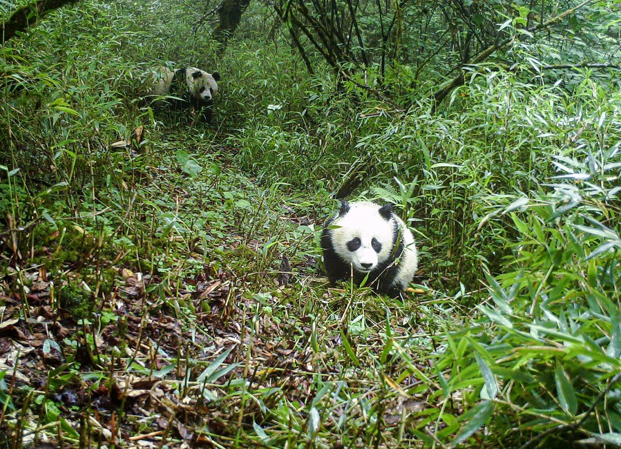 中国の希少生物、保護強化を受け個体数回復 中国の希少生物、保護強化を受け個体数回復