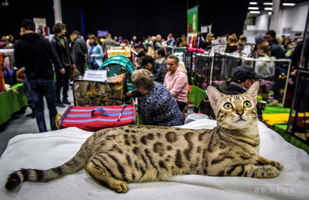 franchelippee キャット cat アニマル 動物 猫 人気 ロング 猫好きさんと繋がりたい #キャットショー#cfacatshow #exotic