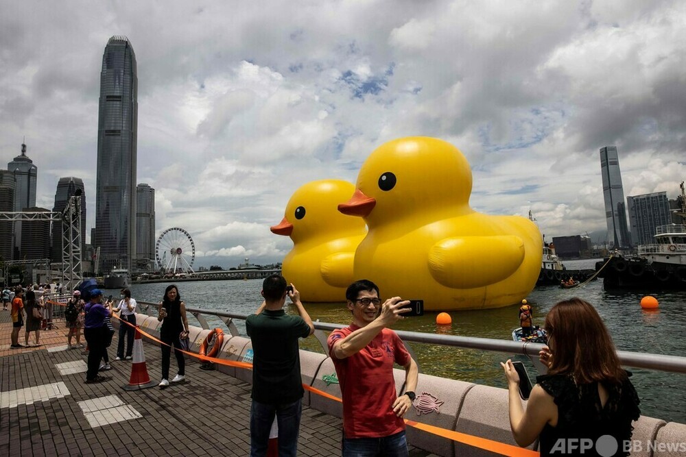 巨大アヒル、仲間を連れ香港再訪 写真12枚 国際ニュース：AFPBB News