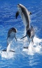 フランス南東部アンティーブ（Antibes）の水族館で飼育されるイルカ（2012年12月19日撮影、資料写真）。(c)AFP/VALERY HACHE