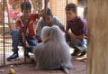 アレッポの仮設動物園の人気者、サイード（撮影日不明）。(c)AFP/Youssef Karwashan
