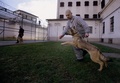 ハンガリー東部の町デブレツェンの刑務所で、犬の服従訓練の用意をする囚人たち（2016年2月5日撮影）。(c)AFP/PETER KOHALMI