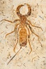 フランスからブラジルに返還された白亜紀の昆虫の化石（2022年5月24日撮影）。(c) JEAN-FRANCOIS MONIER / AFP
