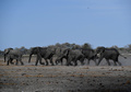 ボツワナ・マウン郊外を歩くゾウ（2019年9月28日撮影）。(c)MONIRUL BHUIYAN / AFP