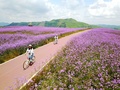 中国貴州省興仁県で、レンタサイクルでゆっくりと草原を走る観光客（2017年6月12日撮影）。(ｃ)CNS/劉朝富