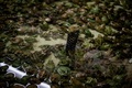 フランス・ピエールラットで育てられている食用ガエル（2020年9月30日撮影）。(c)JEFF PACHOUD / AFP