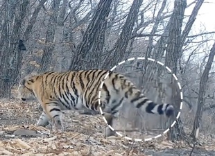 中国のアムールトラ・アムールヒョウ国家公園で短尾の雌トラを確認