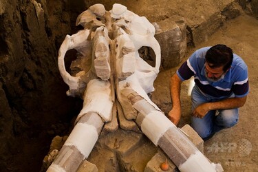 1万4000年前のマンモスの化石、メキシコ市近郊で発掘中 写真15枚 国際