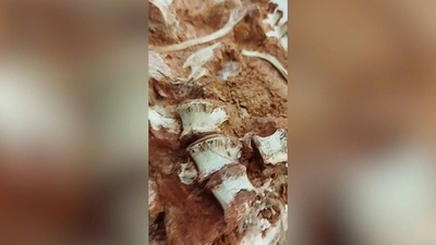 動画:2億年前の恐竜化石発見、豪雨と洪水がきっかけ ブラジル