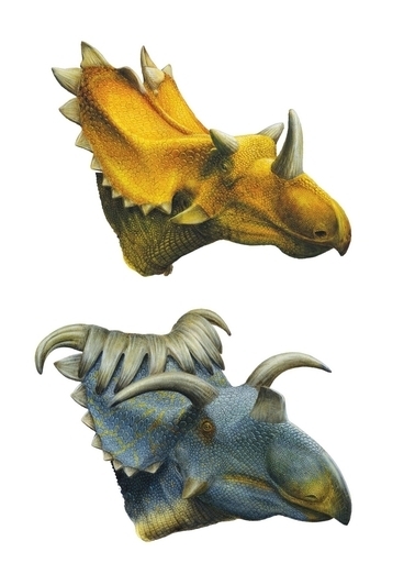 15本もの角をもつ恐竜など、新種の角竜2種発見 米ユタ州