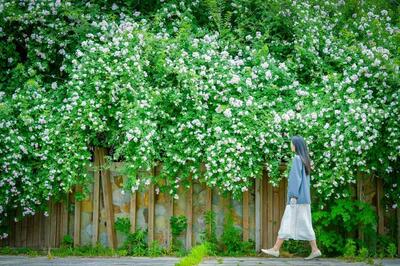 中国・蘇州市でバラ満開