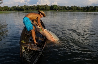 体長3メートル アマゾンの巨大魚ピラルク、絶滅の危機脱し高級店のテーブルに