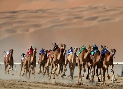 砂舞い上げて疾走！ ラクダレース開催 UAE