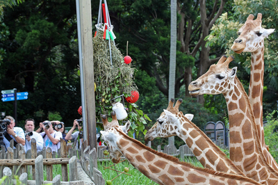 動物たちにもクリスマスディナーを、オーストラリアの動物園