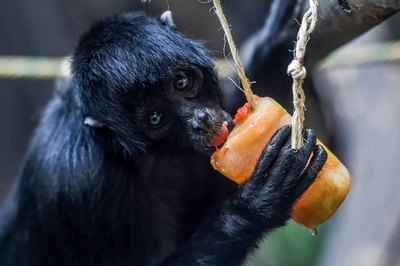 暑くて「アイス」をぺろり、飼育員らが涼お届け コロンビア