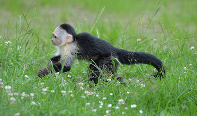 独空港で没収のJ・ビーバーさんのサル、新居でのびのび