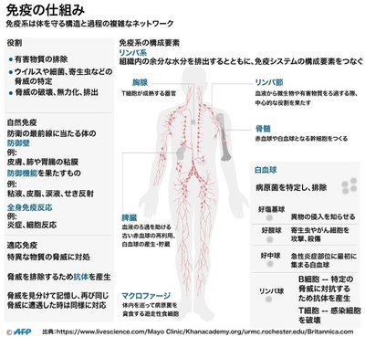 【図解】免疫の仕組み、体を守る構造と過程の複雑なネットワーク