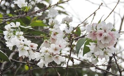 「美しい誤解」で桜が秋に開花、中国の武漢大学
