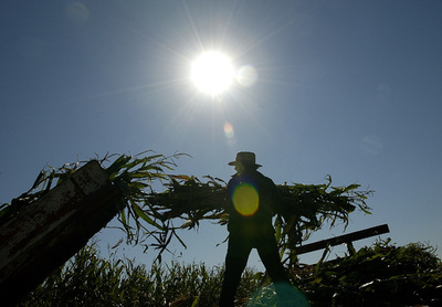 農場のほこり、ぜんそくを予防か 研究