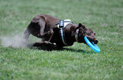 華麗にジャンプ！　フリスビードッグ欧州選手権、ハンガリー