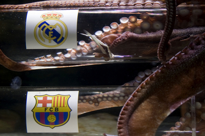 予言タコのイケルくん、CL決勝進出はレアルと予想