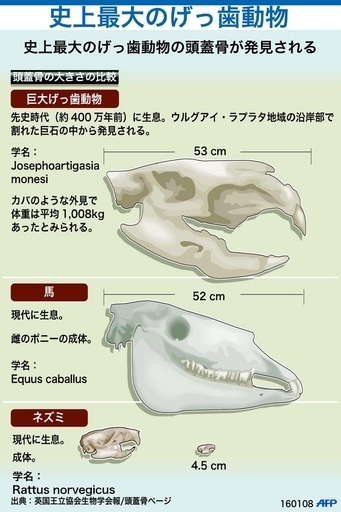 【図解】史上最大のげっ歯動物の頭蓋骨