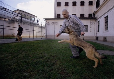 囚人と捨て犬が助け合う、ハンガリーの刑務所