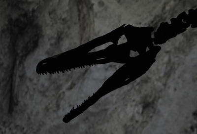 アルゼンチンで最大級の肉食恐竜の化石公開