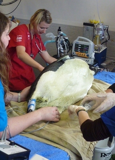 迷子のコウテイペンギン、故郷へ泳いで帰ることに NZ