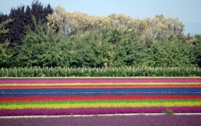 鮮やかなしま模様、フランス東部のヘザー畑