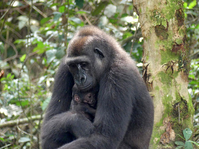 飼育下から野生に戻された雌雄のゴリラから赤ちゃん誕生 世界初 ガボン