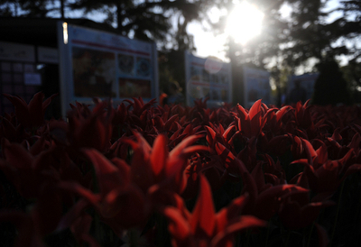 花に囲まれ一休み、トルコでチューリップフェスティバル開催