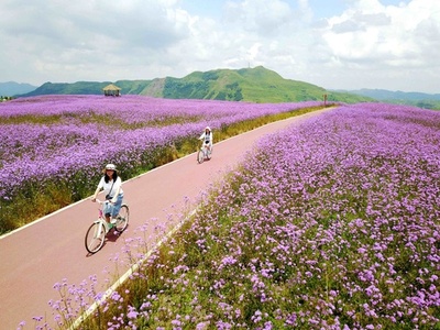 観光客の心奪う一面の紫、貴州