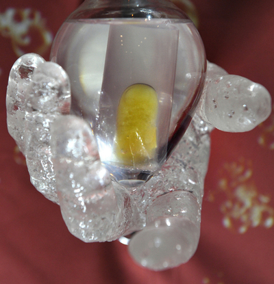 マウスの細胞で「人の指」型アート、都内で展示