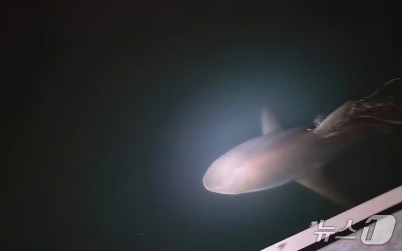 夜間に大型ライトで照らされたサメ「ブカンイ」＝2026年10月4日(c)news1