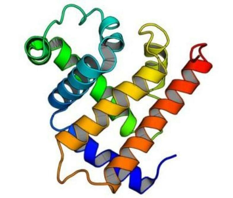 複雑な形状を持つタンパク質をゼロから人工設計することに成功【自然科学研究機構（分子科学研究所／生命創成探究センター）、理化学研究所、大阪大学