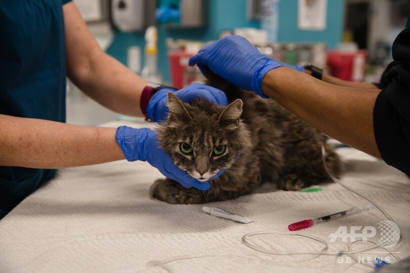 Ny州で飼い猫2匹がコロナ陽性 米国初のペット感染例 写真2枚 国際ニュース Afpbb News