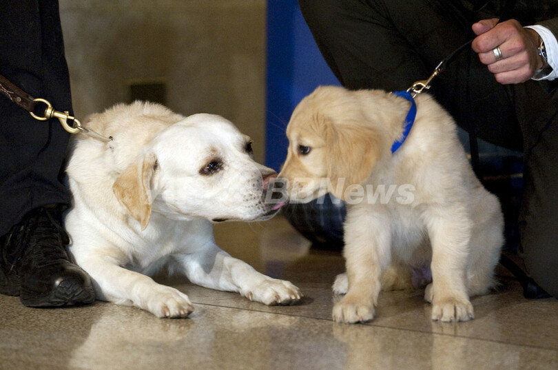 米ケンネルクラブが人気犬種を発表 1位はラブラドール レトリバー 写真35枚 国際ニュース Afpbb News