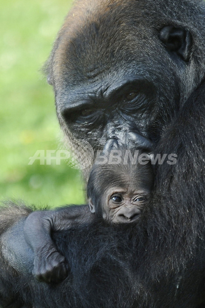 ゴリラの赤ちゃん誕生 ママの抱っこで安心 ドイツ 写真11枚 国際ニュース Afpbb News