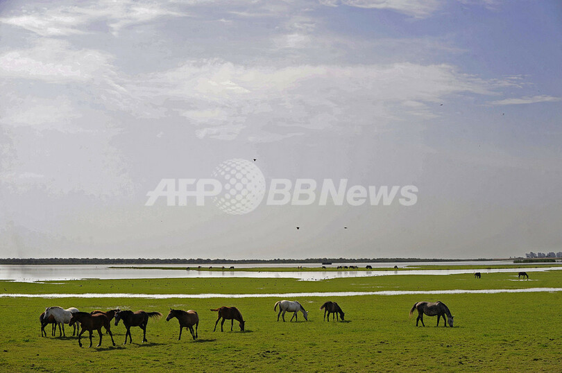 野生馬やフラミンゴがのんびり スペイン ドニャーナ国立公園 写真11枚 国際ニュース Afpbb News