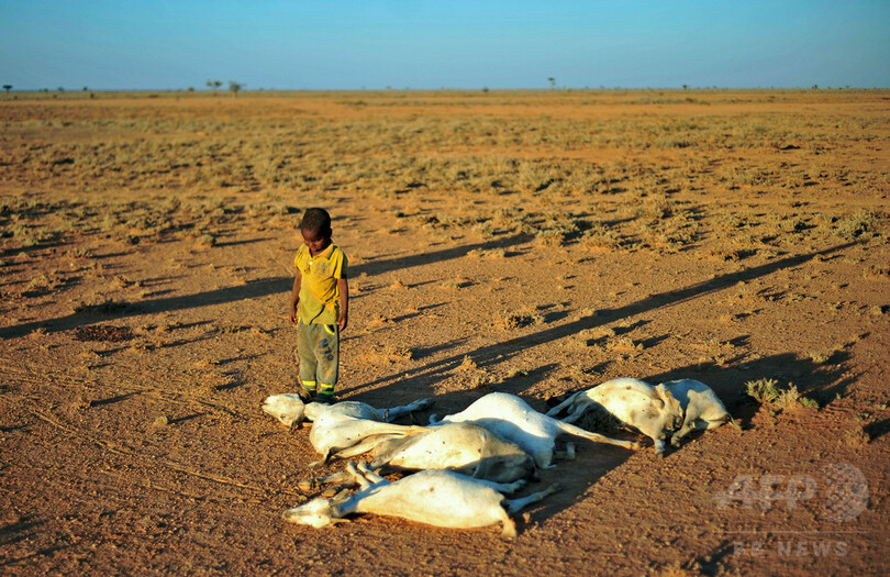 アフリカの角 1700万人が飢餓に直面 雨不足で深刻な干ばつ 写真2枚 国際ニュース Afpbb News