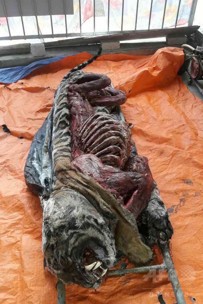 冷凍庫にトラ5頭の死骸、違法取引か ベトナム