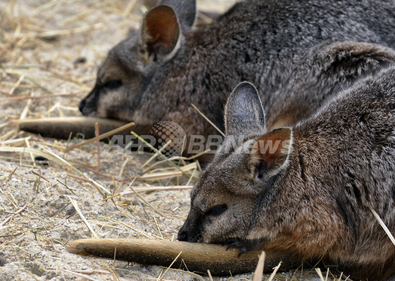 ダマヤブワラビーの遺伝子配列を解析