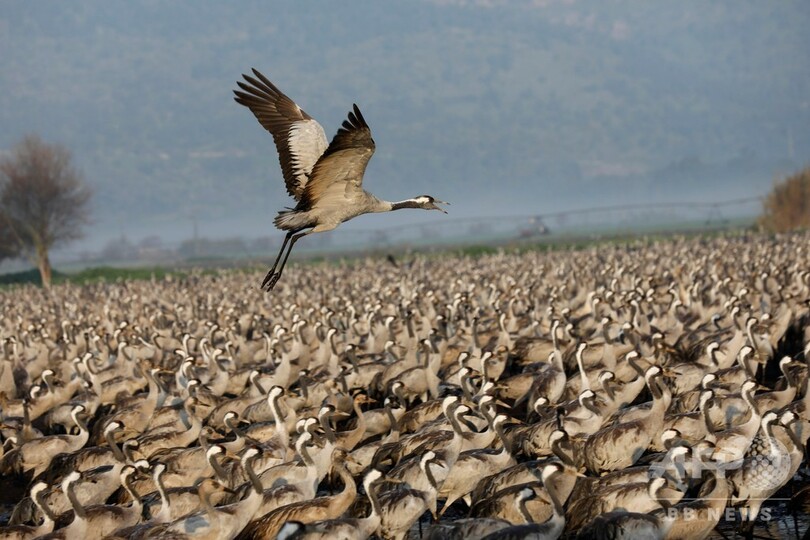 イスラエルの湖にツルの群れ、5万羽が越冬